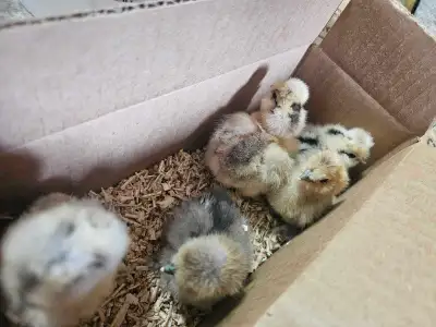 Deathlayer Svarthona Ayam Cemani Chicks Hmong, View more