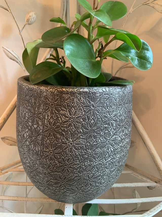 BEAUTIFUL HEAVY PLANTER WITH RUBBER HEALTHY TROPICAL PLANT  ! in Plants, Fertilizer & Soil in Mississauga / Peel Region - Image 4
