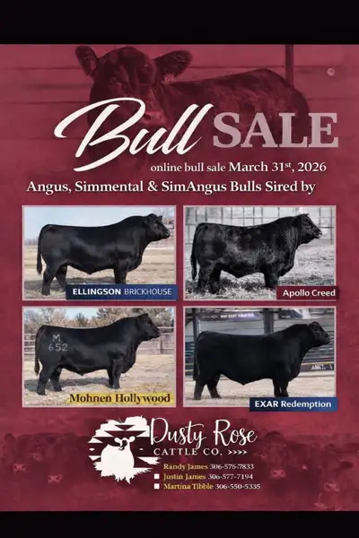 Bulls / Black Angus / Simmental / SimAngus, View more