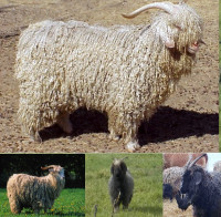 BIO/Chèvres angoras pure race / Pure bred Mohair Goats