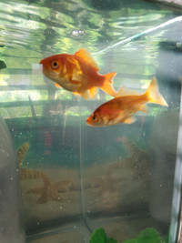 2 free goldfish small poissons rouges gratuits