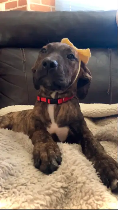 ❤️❤️ MAJESTIC MASTIFF PUP’S! ❤️❤️ ONLY 3 GIRLS LEFT! ❤️, View more