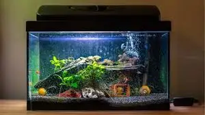 "Looking for free unwanted fish (any species) to be shipped to S, View more