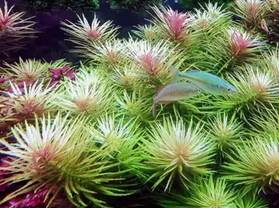 Limnophila Aromatica Aquarium plant, View more