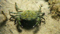 Green crab or big eel