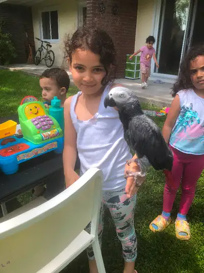 Africain grey parrot, View more