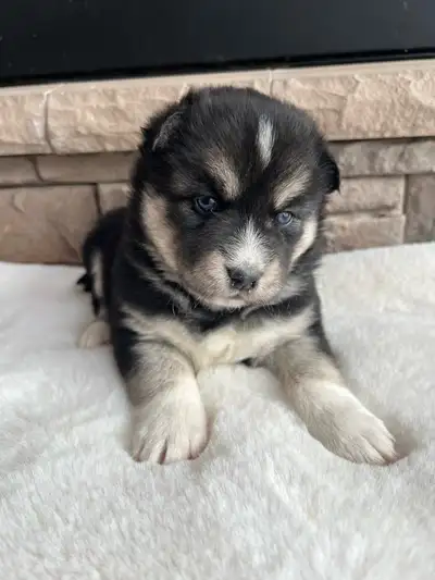 Stunning Pomsky litter for reservation, View more