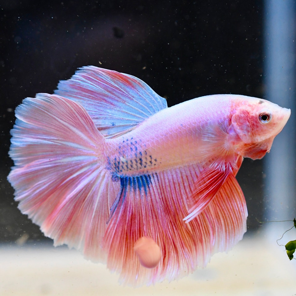 Explore Beautiful Betta Fish at CanadaGuppies.com | Fish for Rehoming ...