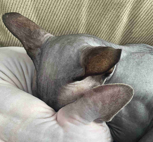 Male sphynx intact still  in Cats & Kittens for Rehoming in Chatham-Kent