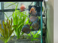 Discus fishes for sale