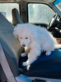 Livestock guardian for sale or trade