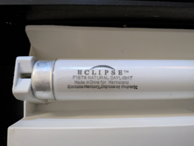 28-in fish tank fluorescent lights in Fish for Rehoming in Winnipeg - Image 3