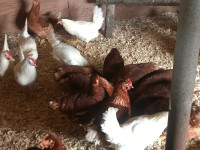 6 young hens for sale white&brown
