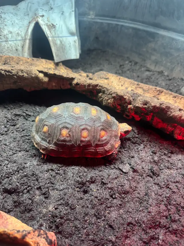 Red Foot/cherry head tortoise in Reptiles & Amphibians for Rehoming in Kawartha Lakes - Image 2