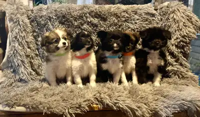 Pomeranian x Shih Tzu puppies, View more