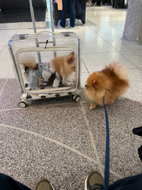 Dogs Suitcase/Travelling