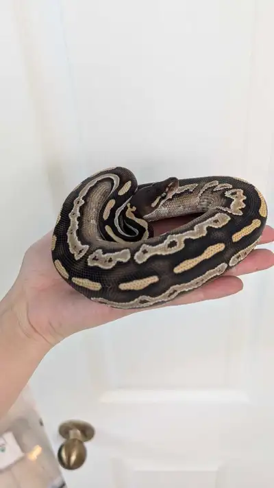 2024 Male Ball Python , View more
