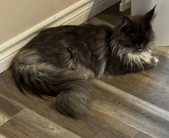 Beautiful Maine Coons in Cats & Kittens for Rehoming in Moncton - Image 3