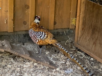 Hatching Eggs  - Pheasant (dozen)