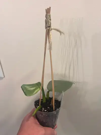 Philodendron hastatum (Silver Sword), View more