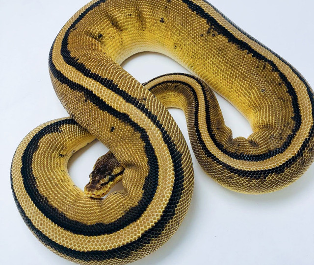 MUST GOPastel Genetic Stripe Het Enhancer Female in Reptiles & Amphibians for Rehoming in Kelowna