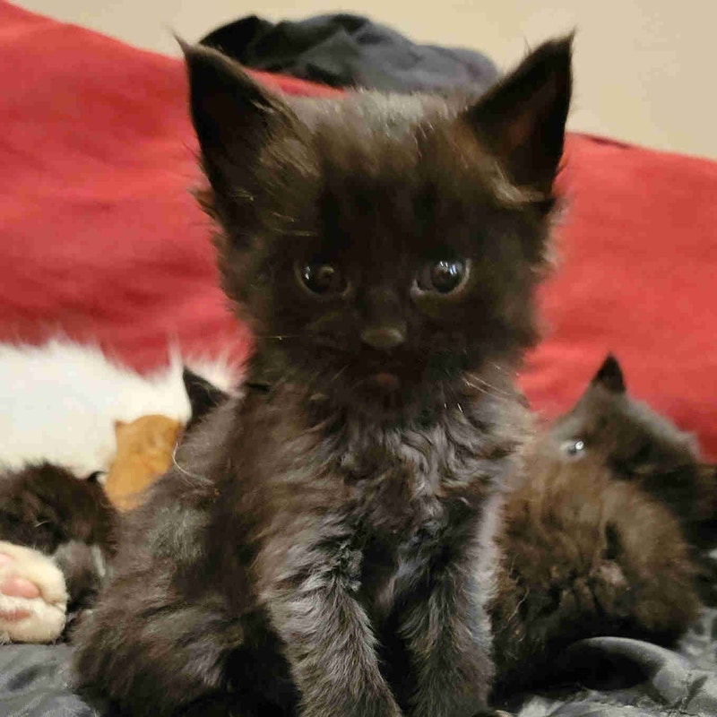 Maine Coon Kittens rare Colors!! Cats & Kittens for Rehoming