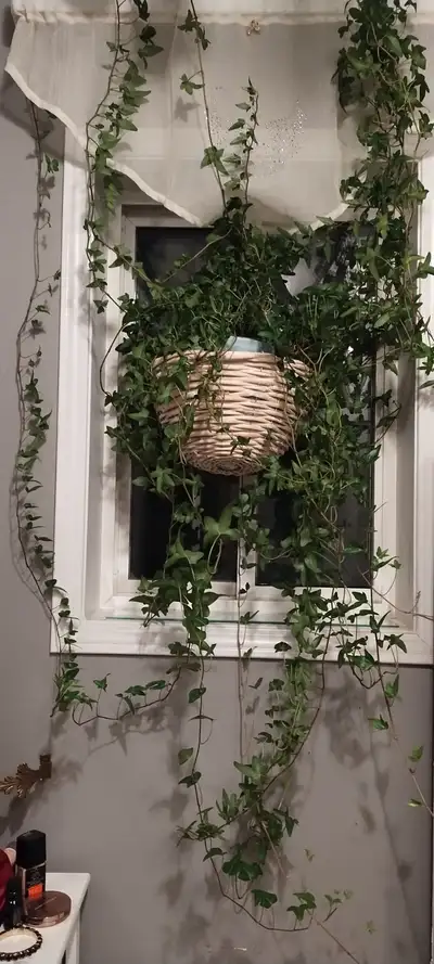 VERY LONG, HEALTHY INDOOR VINE PLANT, View more