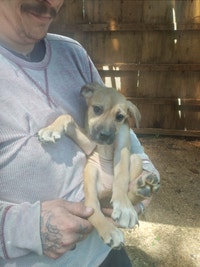 Border Collie Husky and Cane Corso Black Lab cross puppies