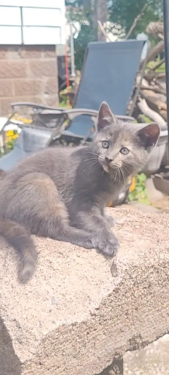  Kittens Ready for Adoption – Homes Needed Now!  in Cats & Kittens for Rehoming in Truro - Image 11