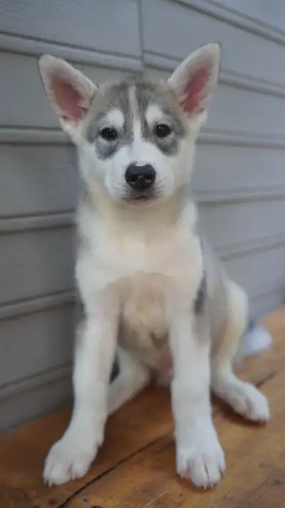 Siberian Husky Puppy/puppies, View more