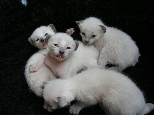 4 Beautiful Applehead Siamese kittens ready to go in Cats & Kittens for Rehoming in Ottawa - Image 2