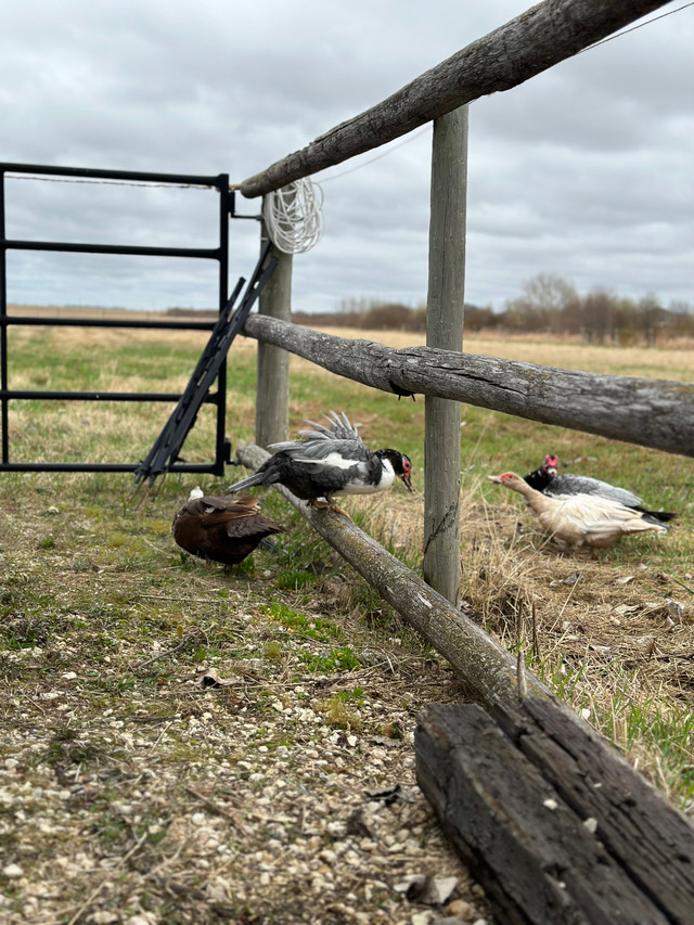 Muscovy hatching eggs | Birds for Rehoming | Winnipeg | Kijiji