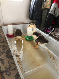 Ducks looking for a new home 
