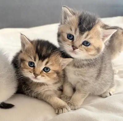 Purebred Scottish Fold Kittens, View more