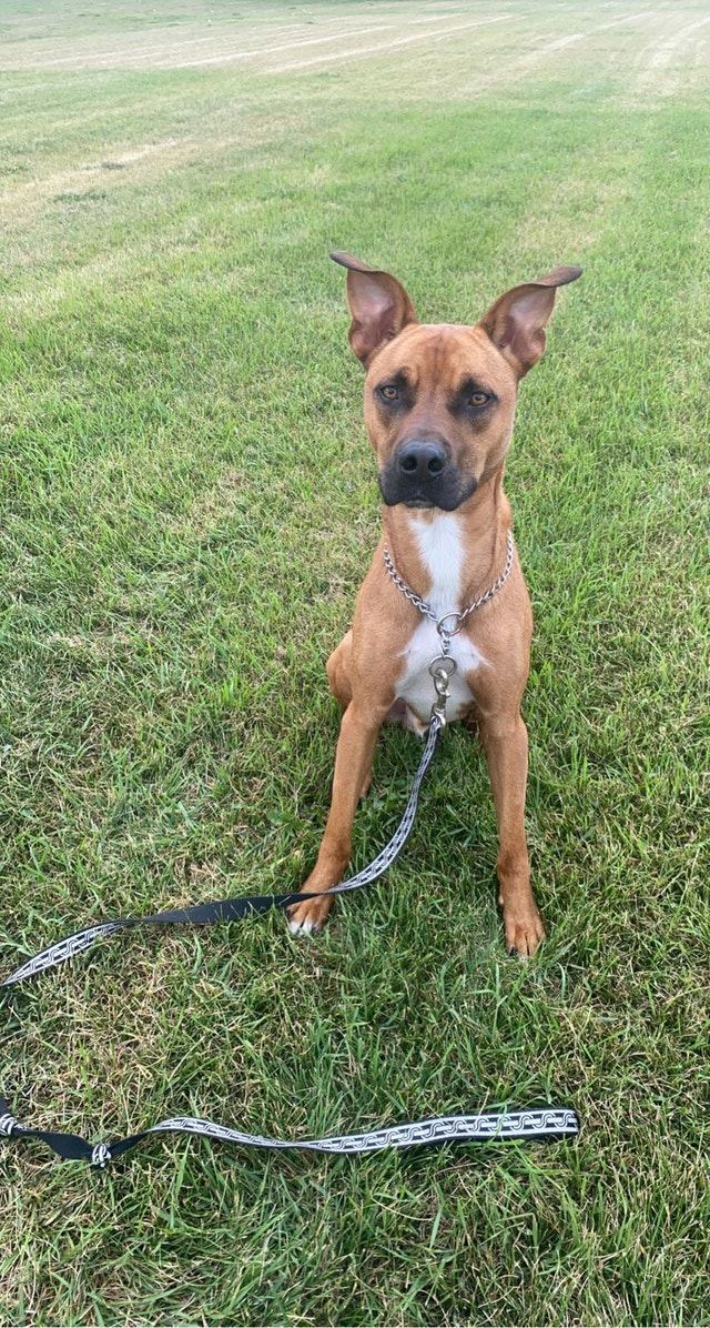 Rehoming Dogs Dogs & Puppies for Rehoming Red Deer Kijiji