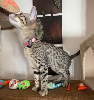 Chaton femelle Savannah F5 golden (c. rose)., View more