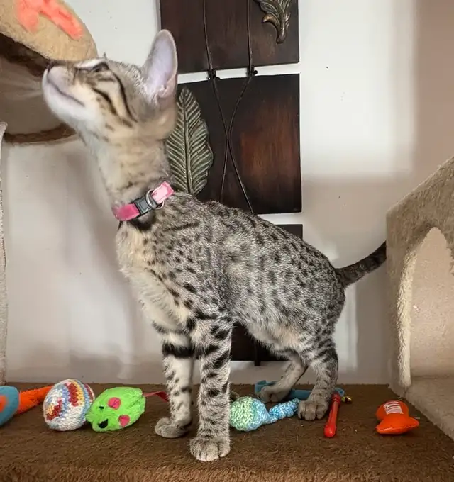Chaton femelle Savannah F5 golden (c. rose). in Cats & Kittens for Rehoming in Québec City - Image 4