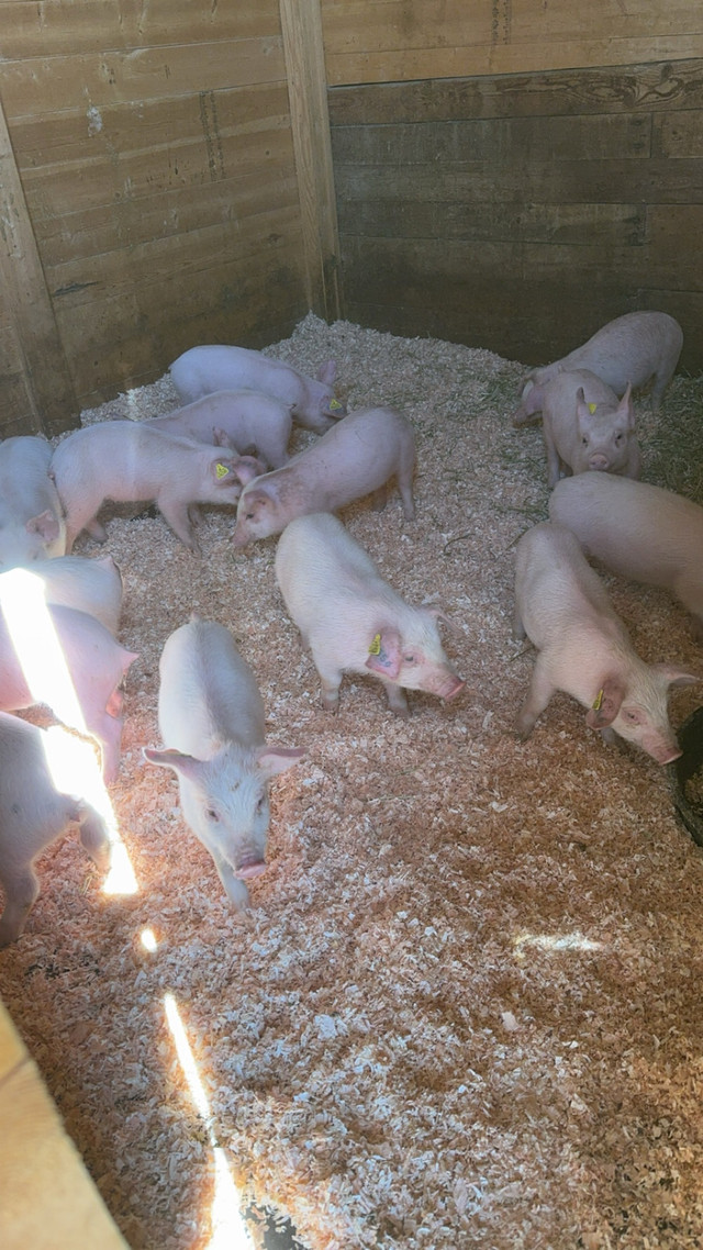  Piglets  in Livestock in Kamloops