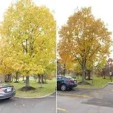 ✨ Tree Cutting & Removal Services – Fast, Safe, Affordable! ✨ Got a tree that needs to go? We’re her...