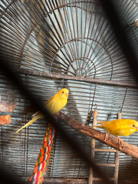  Budgies For sale 