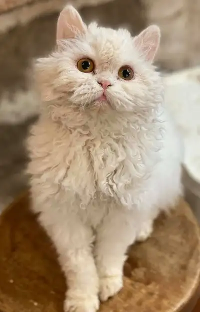 Chatte Selkirk rex enregistrer tester pour les maladies vacciné vermifuges Elles ont entre 2 ans et...