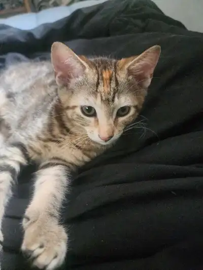 Sweet kittens available for rehoming now!, View more