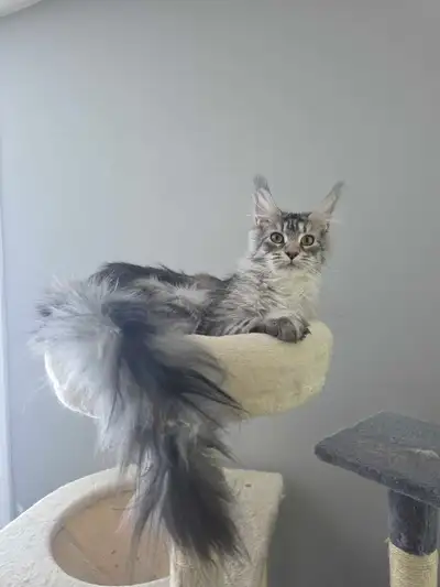 Maine Coon, View more