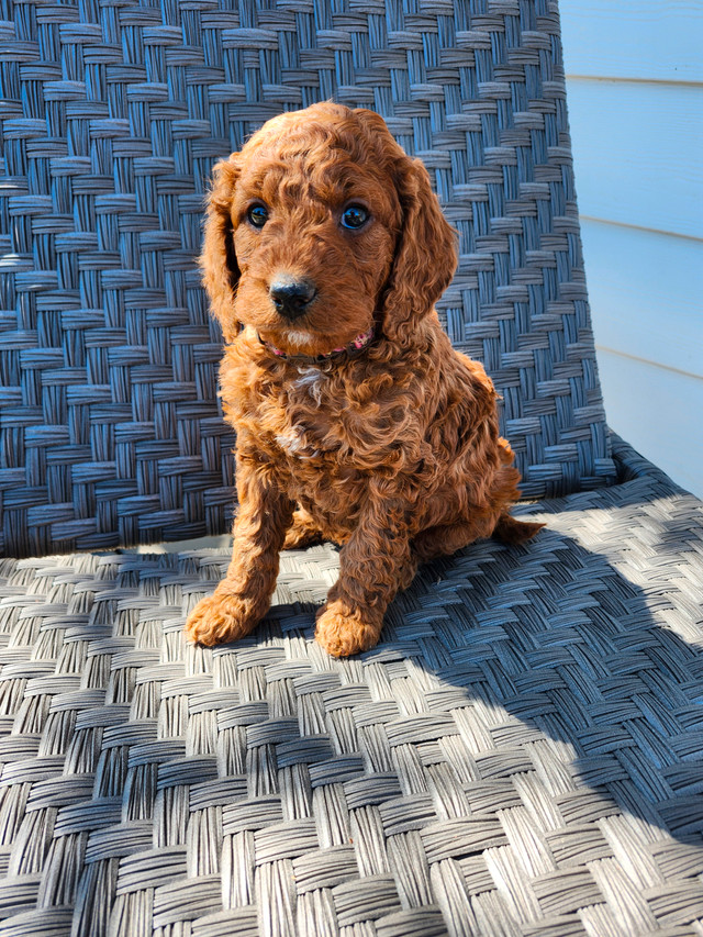 F1b Goldendoodle (smalls) - 1 FEMALE AVAILABLE in Dogs & Puppies for Rehoming in Saskatoon