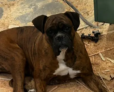 Luna is the most Lovable Boxer out there. She has the silliest personality and loves attention and w...