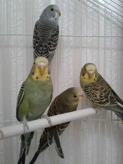 FRIENDLY BUDGIE & CAGE FOR SALE, View more