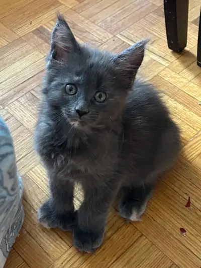 Main coon kittens 100% pure breed, View more
