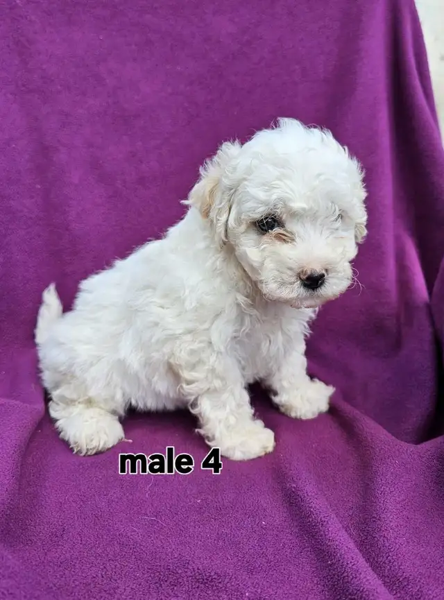 Bichonpoo puppies  in Dogs & Puppies for Rehoming in Stratford - Image 7