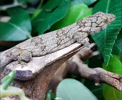 1.1 Chameleon Geckos  "Eurydactylodes Vieillardi", View more