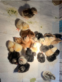 1-2 Day Old BYM Chicks, $6 each
